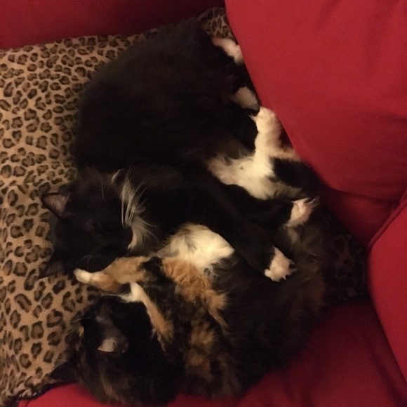 Meet your Posher, Brenda - Picture 2 of 8